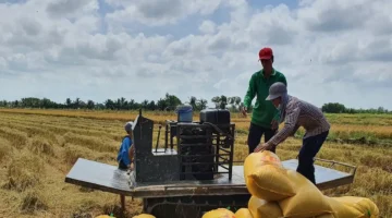 قفزة جديدة.. أسعار الأرز الخام المصدر ترتفع في 2025